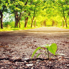 green plant growing from crack in asphalt at summertime