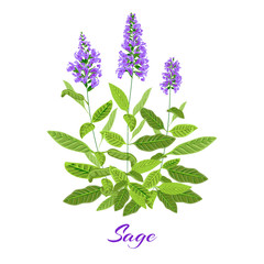 Flowering sage herb.