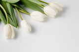 Fototapeta Tulipany - beautiful white tulips on white