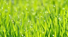 Fresh Green Grass With Water Drops Close-up