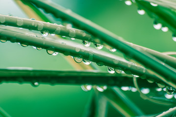 Wall Mural - Dew Drops on Rattan Reed