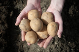 Fototapeta  - Potatoes in the palms