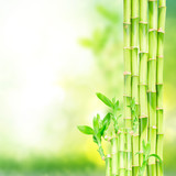 Fototapeta Sypialnia - green bamboo stems