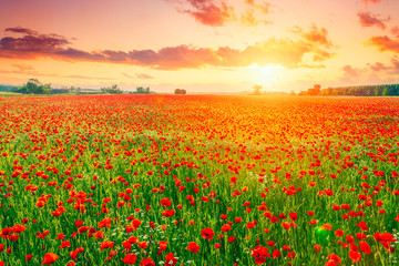 Poster - Poppies field meadow in summer