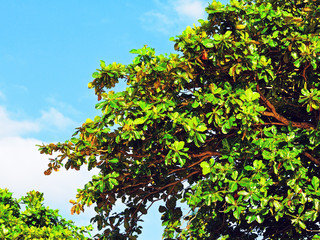 Wall Mural - Thai Tree Branch