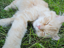 Light Red Cat Sleeping On The Green Grass