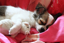 Longwoolled Chihuahua Puppy Sleeping With Her Mouse