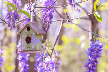 Birdhouse Hanging From Tree Branch With Purple Flowers In Background