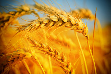 wheat closeup