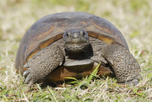Endangered Gopher Tortoise - Florida