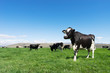 © zhu difeng - pasture with animals in summer day in new zealand