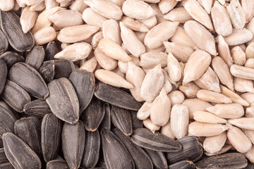 Sunflower seeds close up as background