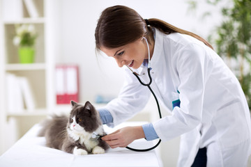 Veterinarian examining a kitten