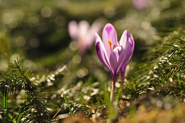 Wall Mural - Purple crocus flower at spring