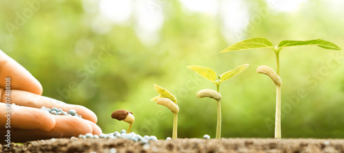 hand nurturing young baby plants growing in germination sequence on fertile soil Tableau sur Toile