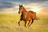 Fototapeta Konie - Red horse  run against sunset sky