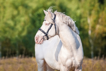 Portrait of beautiful albino horse with blue eyes