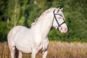 Portrait of beautiful albino horse with blue eyes