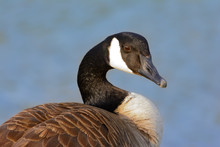 Canadian Goose Looking Toward Camera With Blurred Blue Water Bac