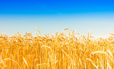 Wall Mural - Golden wheat field