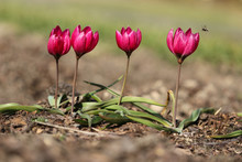 Red Tiny Tulip Flowers 