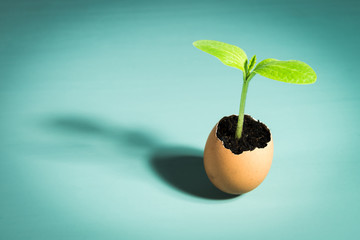 seedling on egg.