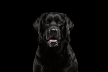 Closeup Portrait Black Labrador Dog, Alert Looking, Front View,  Isolated