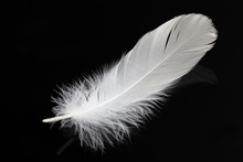 White Swan Feather Isolated On Black Background