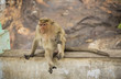 © John Duarte/Blend Images - Monkey relaxing on rock wall