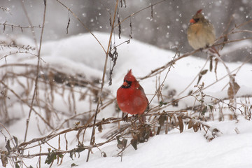 Wall Mural - Male cardinal in heavy snow