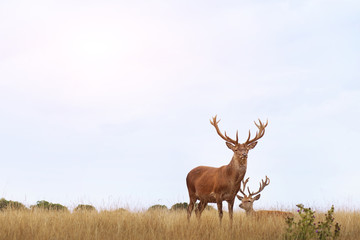 couple of deers in the field at sunset