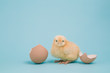 A day old chick with a cracked shell on blue background