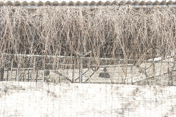 Wall Mural - grayish brown branches without leaves background