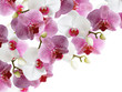 Floral background. Orchids 