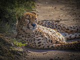 Fototapeta Sawanna - gepard