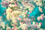 Fototapeta Desenie - Spring apple blossom over blue sky. Blooming tree