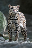 ocelot portrait while looking at you