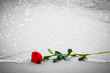 Waves washing away a red rose from the beach. Color against black and white. Love