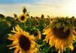 field with blossoming sunflowers hot summer day under a beautiful blue sky
