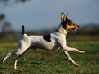 Toy Fox Terrier running across grass yard