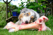 Ein Australian Shepherd liegt im Garten und knabbert und leckt genüsslich einen riesigen großen frischen Knochen