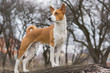 Basenji dog shows it's exterior standing on a tree branch