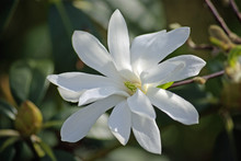 Magnolia Blanc étoilé Au Printemps
