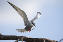 Whiskered Tern In Flight With Open Wings