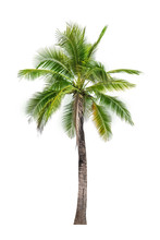 Coconut Palm Tree Isolated On White