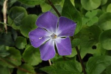 Periwinkle Purple Flower With Five Petals After Rain