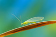 Lacewing at life-size magnification