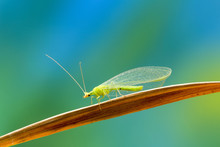 Lacewing At Life-size Magnification