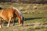 Fototapeta Konie - Pferd auf der Weide
