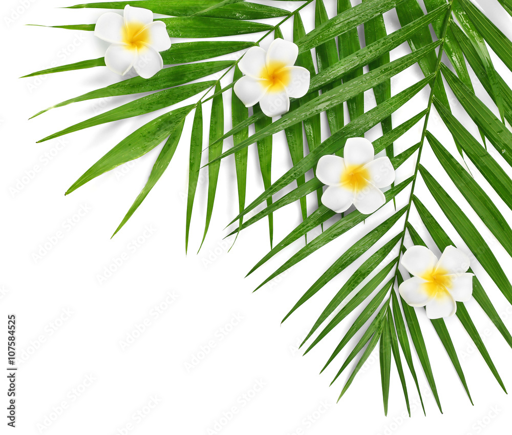 Plumeria flowers and palm leaves, closeup